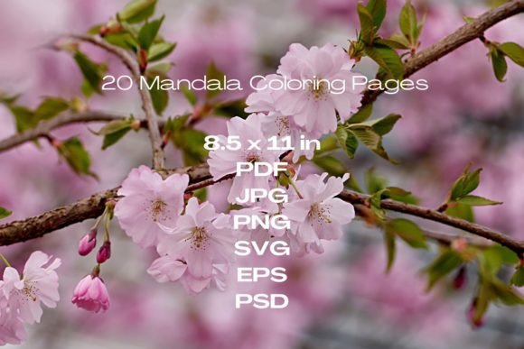 20 Mandala Graphics for Coloring Pages Amp Crafters